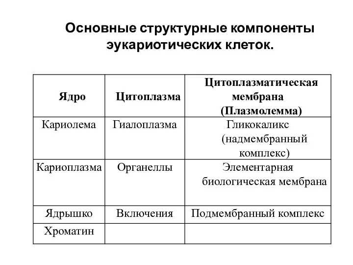 Основные структурные компоненты эукариотических клеток.