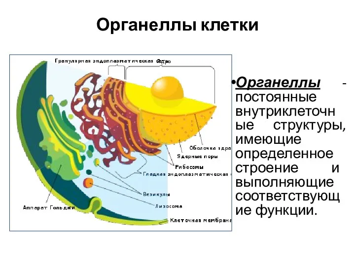 Органеллы клетки Органеллы -постоянные внутриклеточные структуры, имеющие определенное строение и выполняющие соответствующие функции.