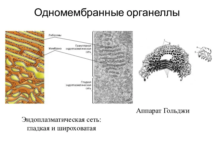 Одномембранные органеллы Эндоплазматическая сеть: гладкая и широховатая Аппарат Гольджи