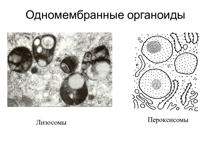 Одномембранные органоиды Лизосомы Пероксисомы