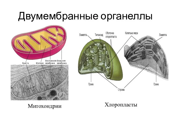 Двумембранные органеллы Митохондрии Хлоропласты