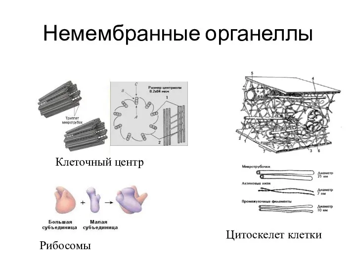 Немембранные органеллы Клеточный центр Рибосомы Цитоскелет клетки