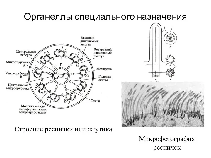 Органеллы специального назначения Строение реснички или жгутика Микрофотография ресничек