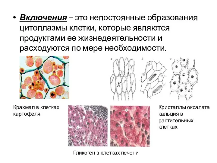 Включения – это непостоянные образования цитоплазмы клетки, которые являются продуктами