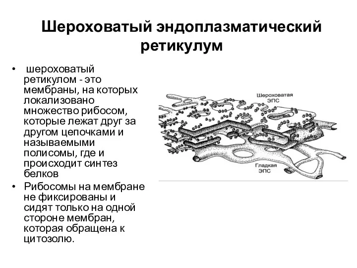 Шероховатый эндоплазматический ретикулум шероховатый ретикулом - это мембраны, на которых