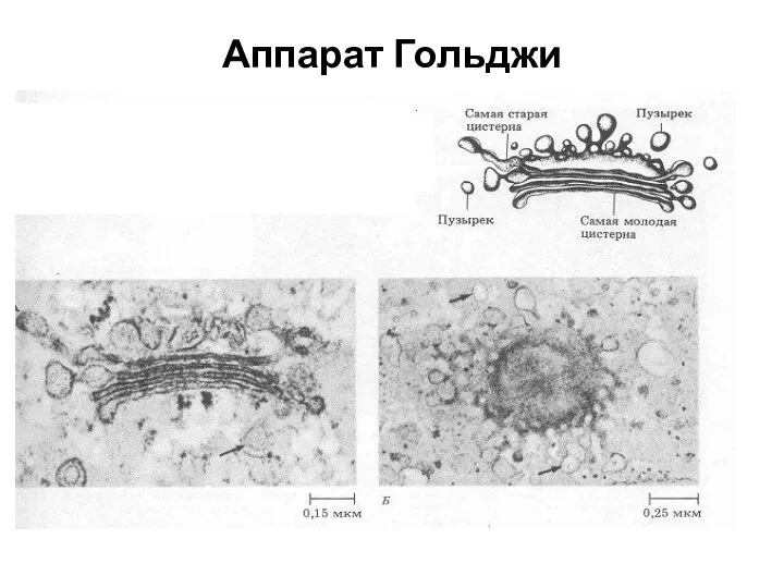 Аппарат Гольджи