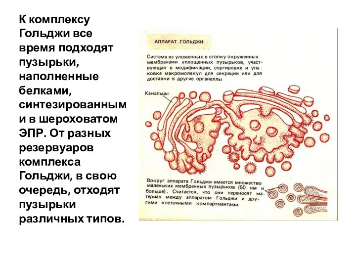 К комплексу Гольджи все время подходят пузырьки, наполненные белками, синтезированными