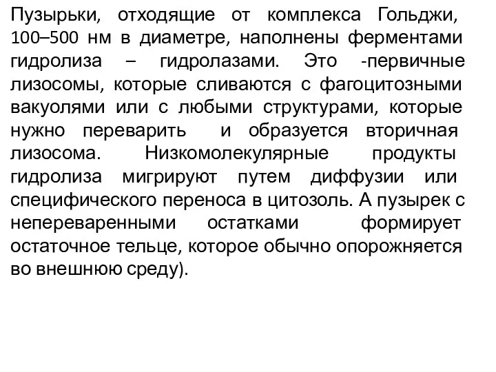 Пузырьки, отходящие от комплекса Гольджи, 100–500 нм в диаметре, наполнены