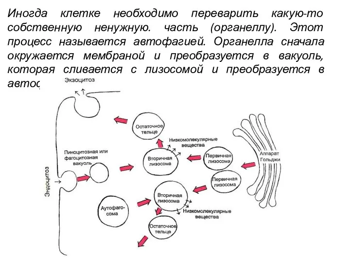 Иногда клетке необходимо переварить какую-то собственную ненужную. часть (органеллу). Этот