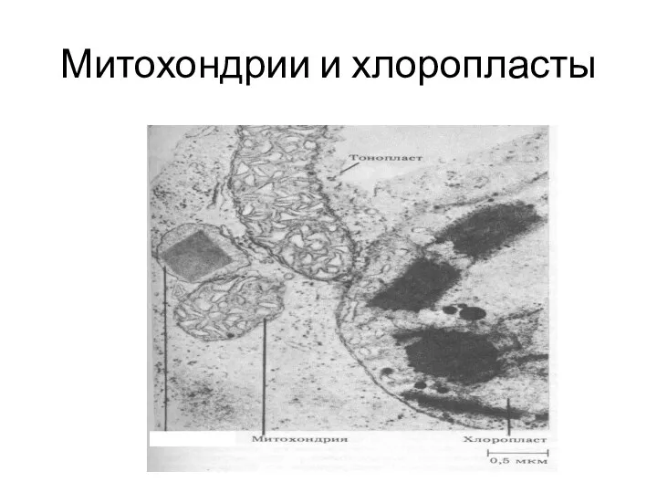 Митохондрии и хлоропласты