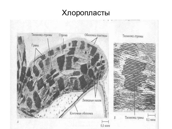 Хлоропласты