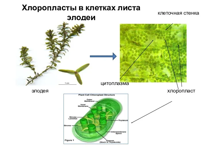 Хлоропласты в клетках листа элодеи элодея хлоропласт клеточная стенка цитоплазма