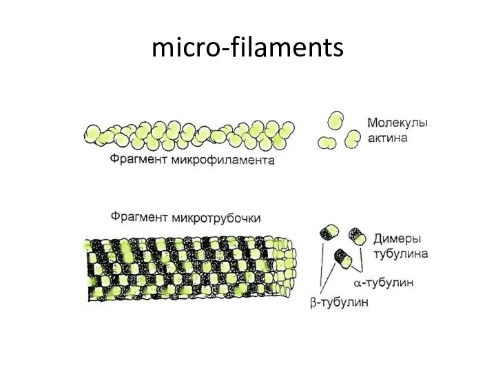 micro-filaments