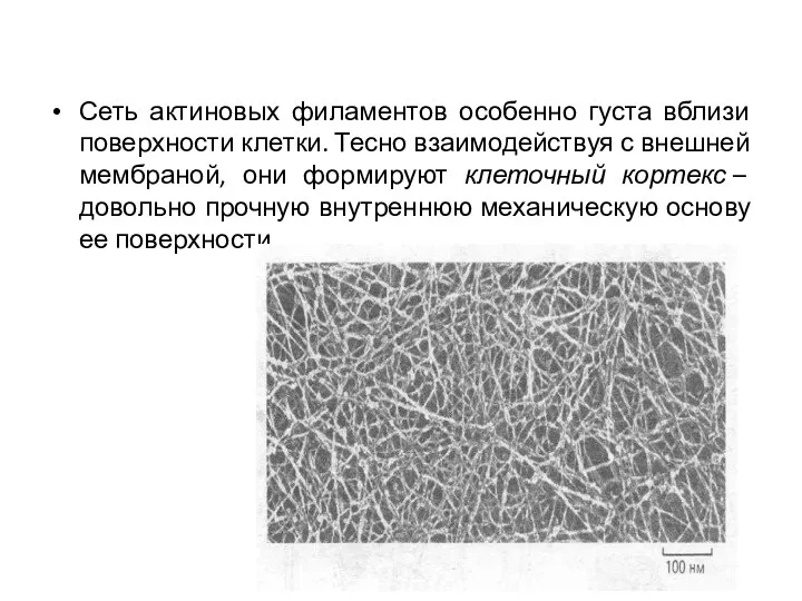 Сеть актиновых филаментов особенно густа вблизи поверхности клетки. Тесно взаимодействуя