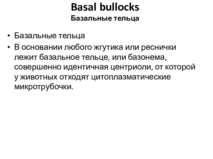 Basal bullocks Базальные тельца Базальные тельца В основании любого жгутика