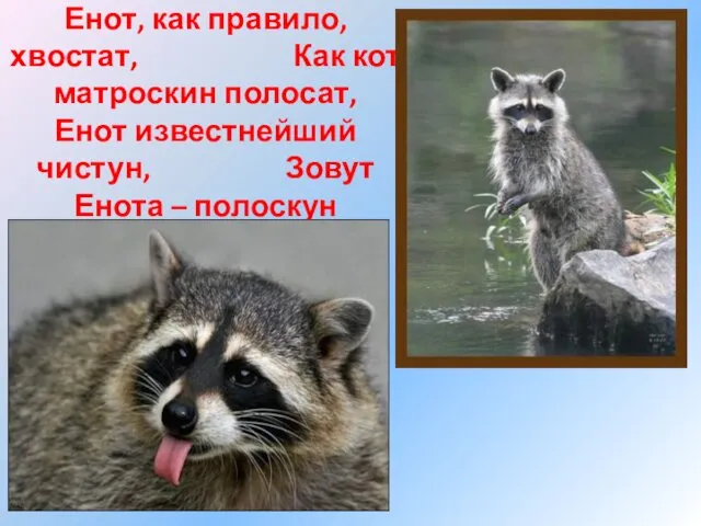 Енот, как правило, хвостат, Как кот матроскин полосат, Енот известнейший чистун, Зовут Енота – полоскун