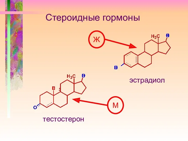 Стероидные гормоны тестостерон эстрадиол Ж М