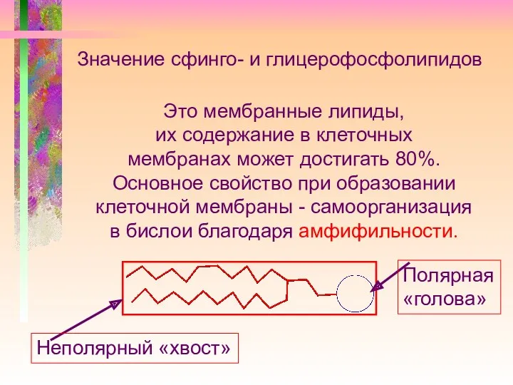 Значение сфинго- и глицерофосфолипидов Это мембранные липиды, их содержание в