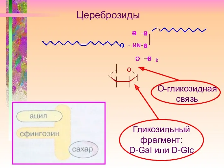 Цереброзиды О-гликозидная связь Гликозильный фрагмент: D-Gal или D-Glc