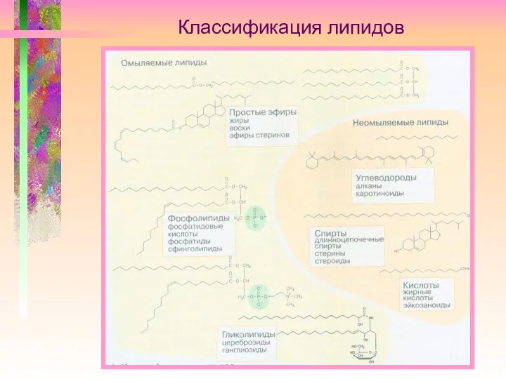 Классификация липидов