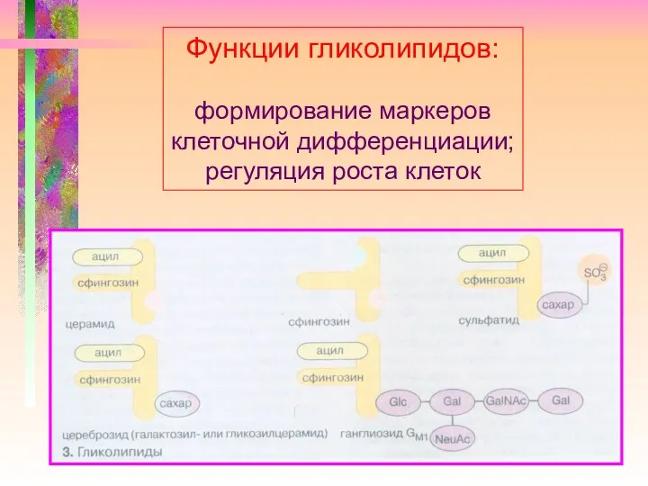 Функции гликолипидов: формирование маркеров клеточной дифференциации; регуляция роста клеток