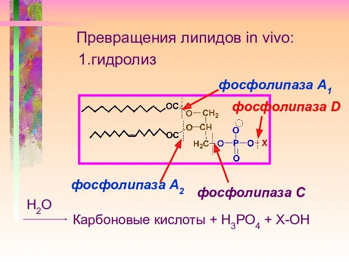 Превращения липидов in vivo: 1.гидролиз Карбоновые кислоты + Н3РО4 +