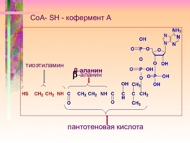 CoA- SH - кофермент А -аланин пантотеновая кислота тиоэтиламин β-аланин