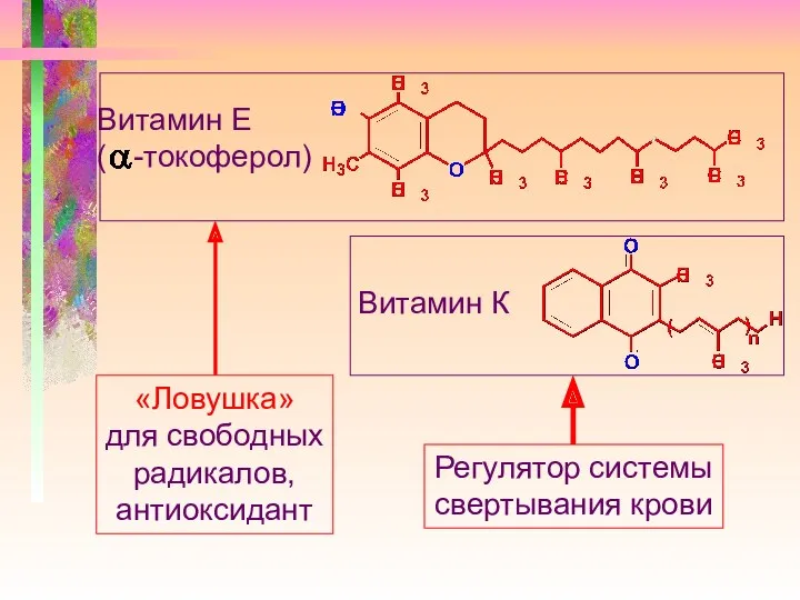 Витамин Е ( -токоферол) Витамин К «Ловушка» для свободных радикалов, антиоксидант Регулятор системы свертывания крови