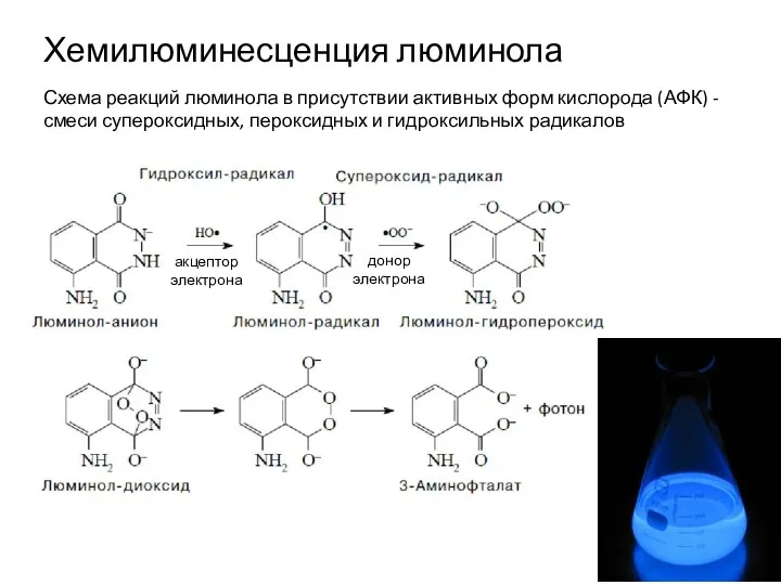 Хемилюминесценция люминола Схема реакций люминола в присутствии активных форм кислорода