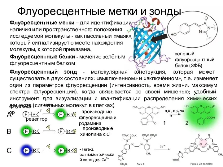 Флуоресцентный зонд - молекулярная конструкция, которая может существовать в двух