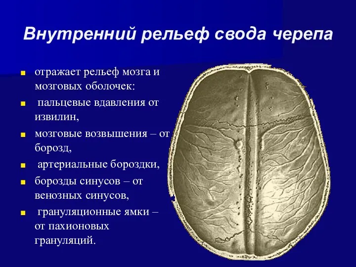 Внутренний рельеф свода черепа отражает рельеф мозга и мозговых оболочек: пальцевые вдавления от