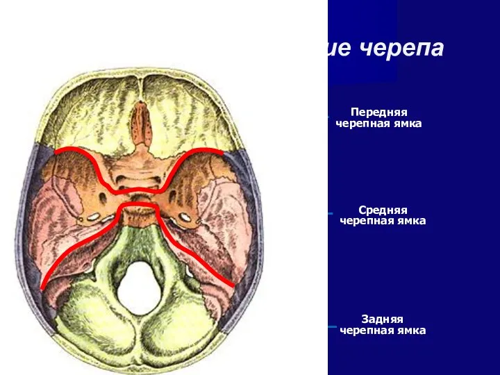 Внутреннее основание черепа Передняя черепная ямка Средняя черепная ямка Задняя черепная ямка