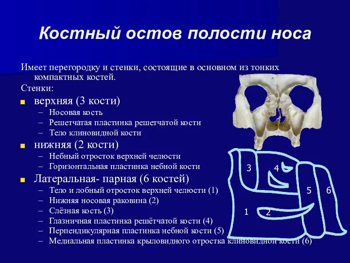 Костный остов полости носа Имеет перегородку и стенки, состоящие в основном из тонких