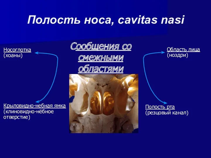 Полость носа, cavitas nasi Сообщения со смежными областями Область лица (ноздри) Крыловидно-небная ямка