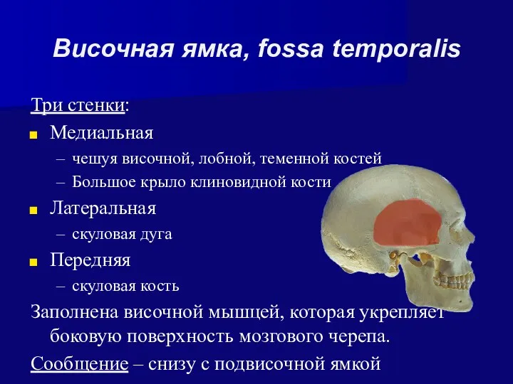 Височная ямка, fossa temporalis Три стенки: Медиальная чешуя височной, лобной, теменной костей Большое