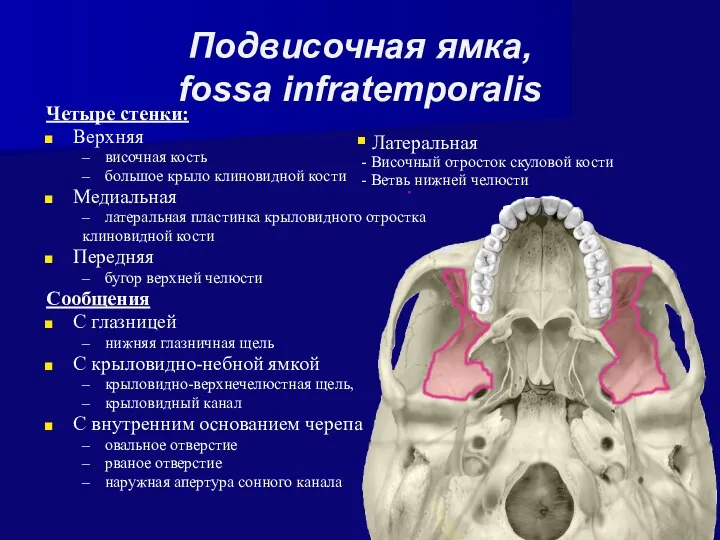 Подвисочная ямка, fossa infratemporalis Четыре стенки: Верхняя височная кость большое крыло клиновидной кости