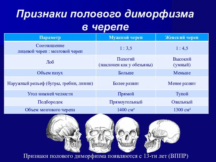 Признаки полового диморфизма в черепе Признаки полового диморфизма появляются с 13-ти лет (ВППР)