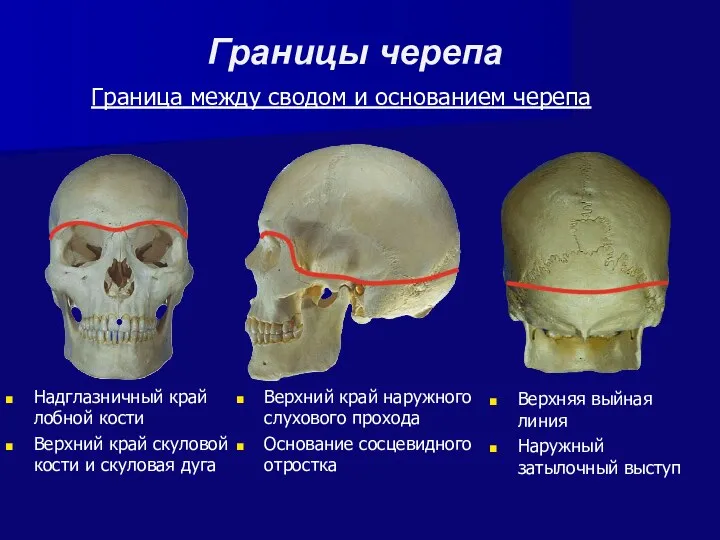 Верхний край наружного слухового прохода Основание сосцевидного отростка Границы черепа Граница между сводом