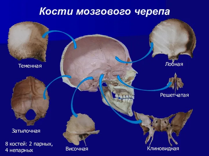 Кости мозгового черепа Теменная Затылочная Височная Клиновидная Решетчатая Лобная 8 костей: 2 парных, 4 непарных