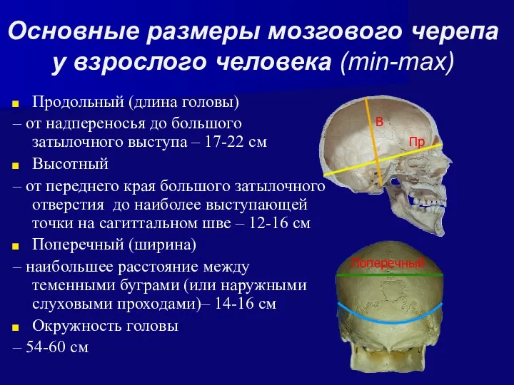 Основные размеры мозгового черепа у взрослого человека (min-max) Продольный (длина головы) – от