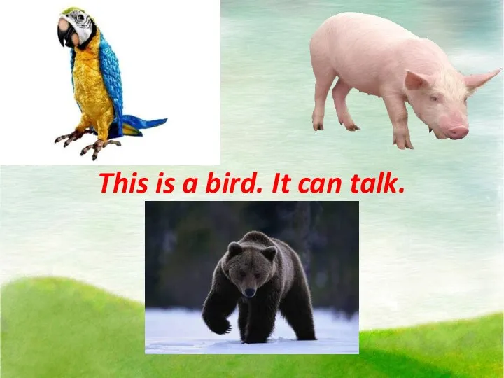 This is a bird. It can talk.