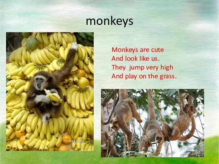 monkeys Monkeys are cute And look like us. They jump
