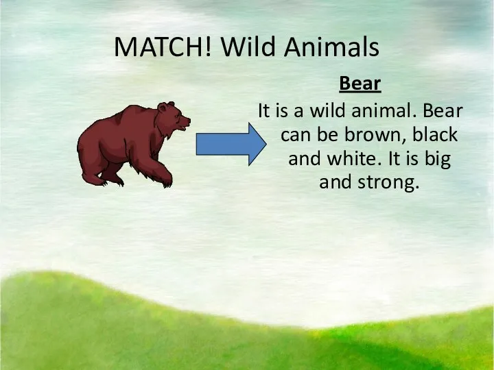 MATCH! Wild Animals Bear It is a wild animal. Bear