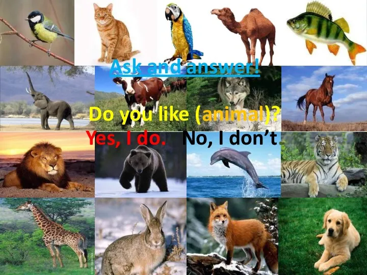 Ask and answer! Do you like (animal)? Yes, I do. No, I don’t.