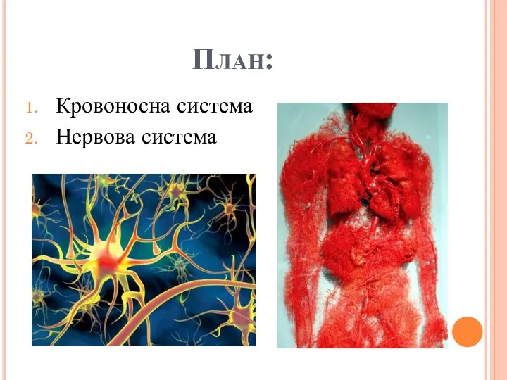 План: Кровоносна система Нервова система