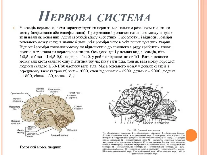 Нервова система У ссавців нервова система характеризується перш за все