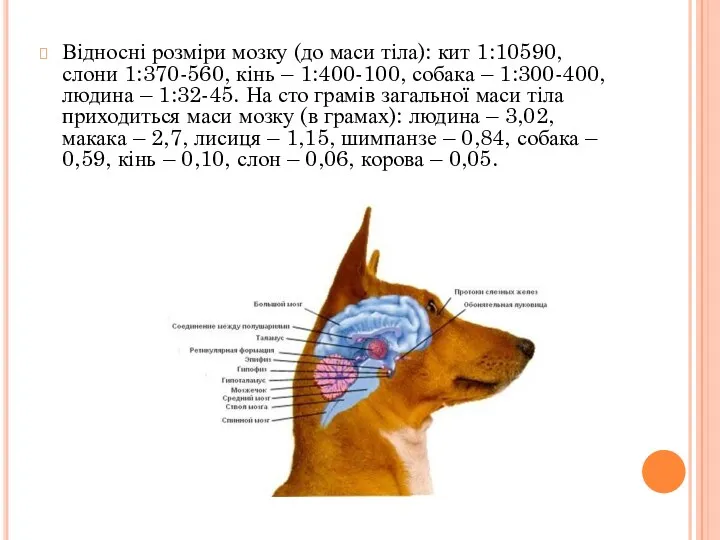 Відносні розміри мозку (до маси тіла): кит 1:10590, слони 1:370-560, кінь – 1:400-100,