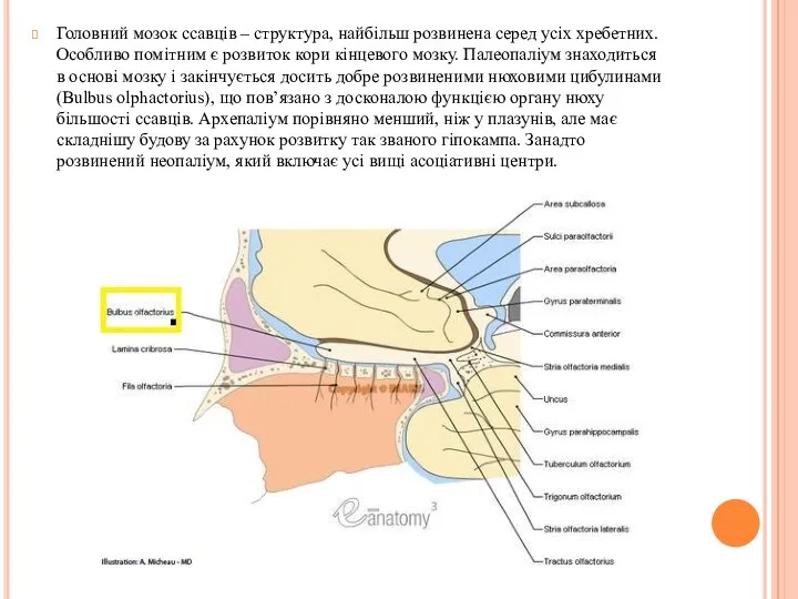 Головний мозок ссавців – структура, найбільш розвинена серед усіх хребетних.