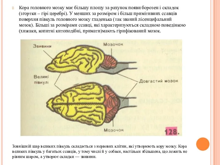 Кора головного мозку має більшу площу за рахунок появи борозен і складок (згортки