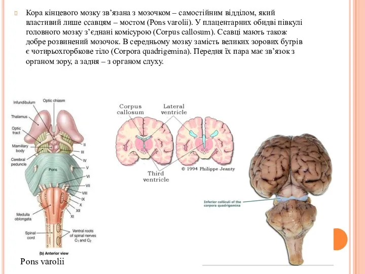 Кора кінцевого мозку зв’язана з мозочком – самостійним відділом, який властивий лише ссавцям